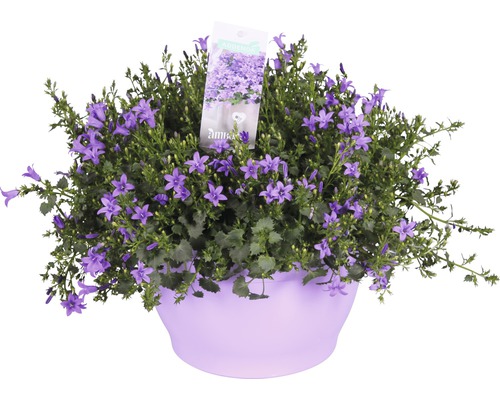 Zvonček Floraself Campanula portenschlagiana 'Ambella Purple' kvetináč Ø 25 cm