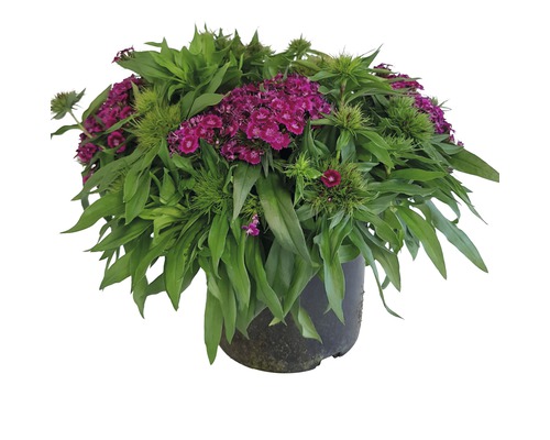 Klinček bradatý dvojročný FloraSelf Dianthus barbatus 10-40 cm kvetináč 3 l, rôzne druhy