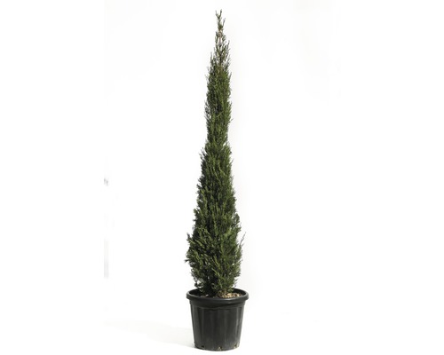 Cyprus vždyzelený FloraSelf Cupressus sempervirens 'Pyramidalis' 175-200 cm kvetináč 25 l