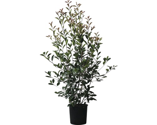 Červienka FloraSelf Photinia fraseri 'Red Robin' výška 125-150 cm kvetináč 15 l Vavrínovec v kvetináči