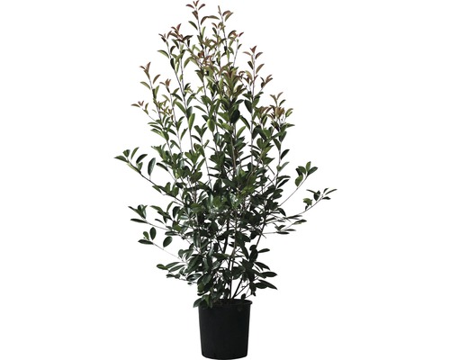 Červienka FloraSelf Photinia fraseri 'Red Robin' výška 125-150 cm kvetináč 15 l