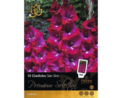 Gladioly Premium Gladiole 'San Siro' 10 ks