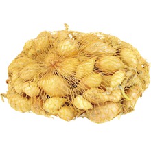 Šalotky v sieťke na sadenie