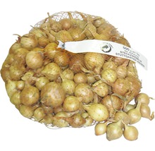 Sieť sadbovej cibule odrody Stuttgarter Riesen