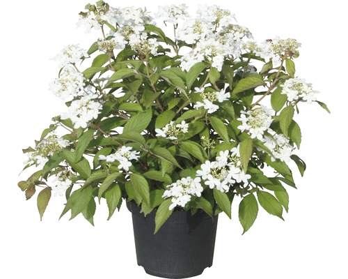 Kalina japonská FloraSelf Viburnum plicatum 'Summer Snowflake' výška 30-40 cm kvetináč 5 l