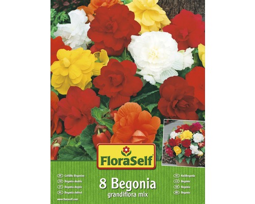 Begónie plnokveté FloraSelf grandiflora zmes farieb 8 ks
