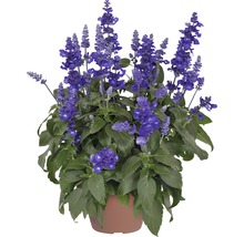 Šalvia pomúčená FloraSelf Salvia farinacea 'Sallyfun Deep Ocean' kvetináč Ø 12 cm