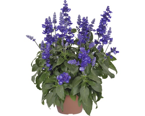 Šalvia pomúčená FloraSelf Salvia farinacea 'Sallyfun Deep Ocean' kvetináč Ø 12 cm