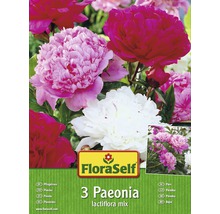 Pivonky FloraSelf Paeonia lactiflora zmes farieb 3 ks-thumb-0
