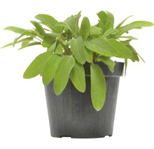 Šalvia FloraSelf Salvia officinalis výška 10-13 cm kvetináč 1,2 l