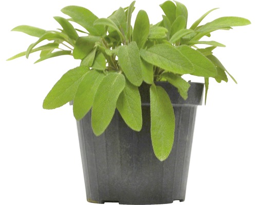 Šalvia FloraSelf Salvia officinalis výška 10-13 cm kvetináč 1,2 l