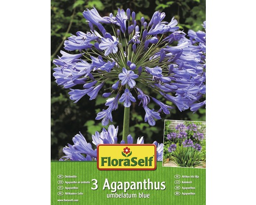 Agapant FloraSelf Agapanthus umbelatum blue 3 ks