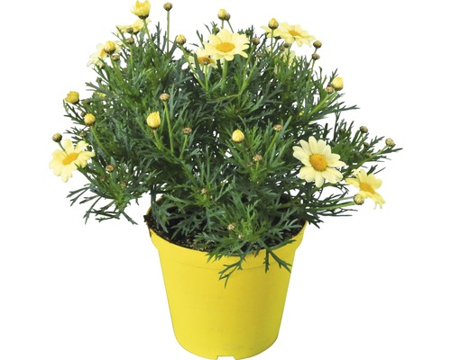 Margaréta parížska FloraSelf Argyranthemum frutescens kvetináč Ø 14 cm žltá