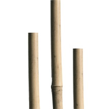 Bambusová tyč oporná 210 cm 18/20 mm prírodná-thumb-1