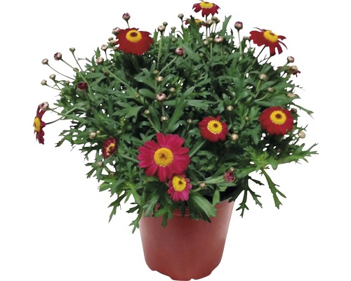 Margaréta parížska FloraSelf Chrysanthemum frutescens výška 10-15 cm kvetináč Ø 14 cm červená