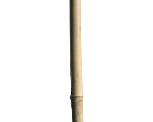 Bambusová tyč oporná 240 cm