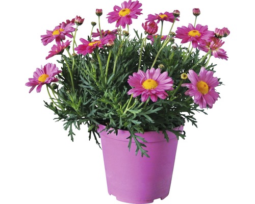 Margaréta parížska FloraSelf Chrysanthemum frutescens výška 10-15 cm kvetináč Ø 14 cm ružová