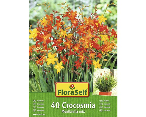 Montbrécia FloraSelf Crocosmia Montbretia zmes farieb 40 ks