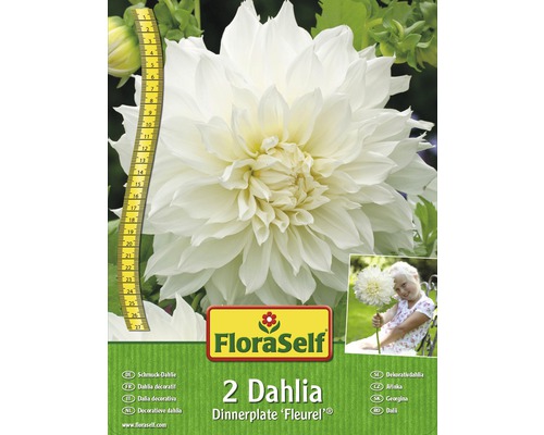 Dahlia Dinnerplate Fleurel FloraSelf 2 ks