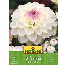 Dahlia Ball "Eveline" FloraSelf 2 ks-thumb-0