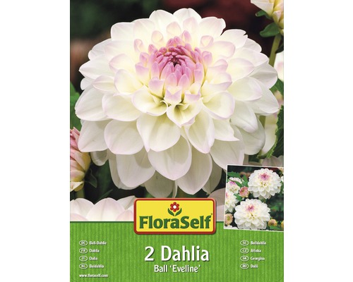 Dahlia Ball "Eveline" FloraSelf 2 ks-0