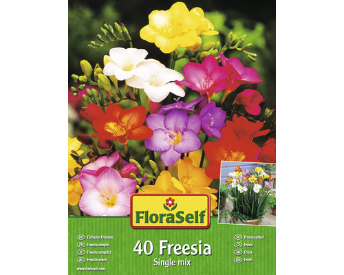 Frézia FloraSelf Freesia Single zmes farieb 40 ks