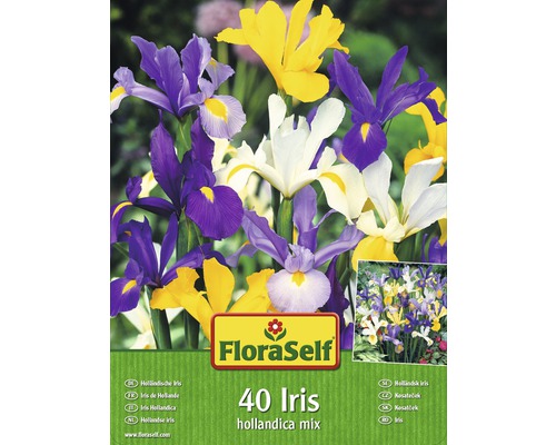 Kosatec holandský FloraSelf Iris hollandica zmes farieb 40 ks