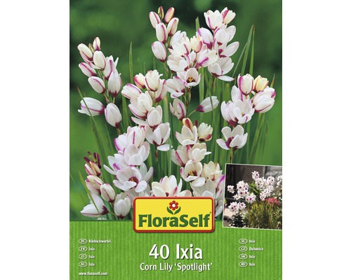 Ixia Corn Lily spotlight FloraSelf 40 ks