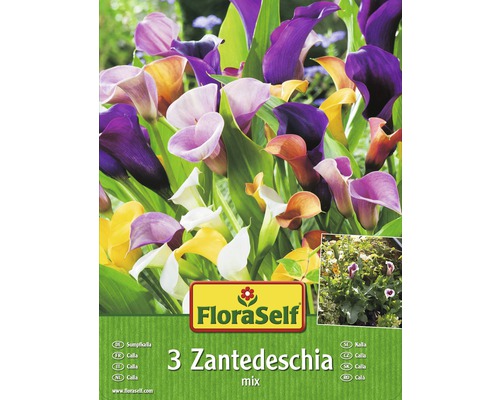 Kala FloraSelf Zantedeschia zmes farieb 3 ks