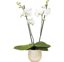 Orchidea s bielymi kvetmi v kvetináči
