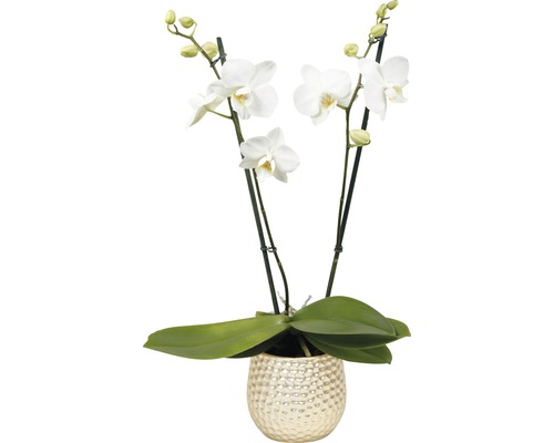 Motýlia orchidea aranžmán 6 FloraSelf Phalaenopsis multiflora, 2 laty vr. keramického obalu, rôzne farby Motýlia orchidea aranžmán 6 FloraSelf Phalaenopsis multiflora, 2 laty vr. keramického obalu, rôzne farby