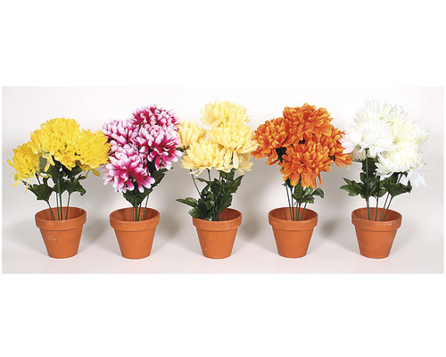 Päť chryzantém v hlinených kvetináčoch