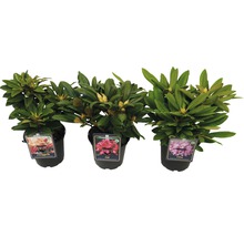 Tri rastliny rododendronu v kvetináčoch s kvetmi v žlto-ružovej, červenej a ružovej farbe