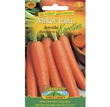 Balenie semien mrkvy