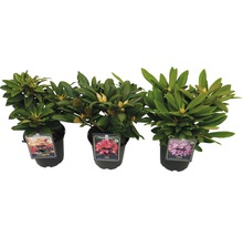 Tri rastliny rododendronu v kvetináčoch s púčikmi