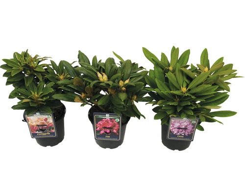 Tri rastliny rododendronu v kvetináčoch s púčikmi