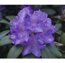 Detail kvetu rododendronu s listami