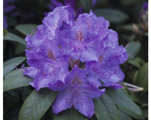 Rododendron, modrý FloraSelf Rhododendron hybrid výška 30-40 cm kvetináč 5 l