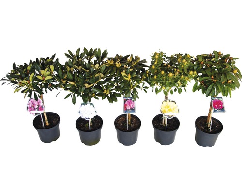 Päť rododendrónov v kvetináčoch s rôznymi farbami kvetov