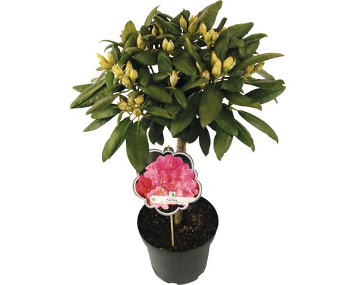 Rododendron v kvetináči s púčikmi kvetov a štítkom odrody