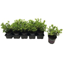 Sada zakrpatených rododendronov v kvetináčoch na čiernom podnose