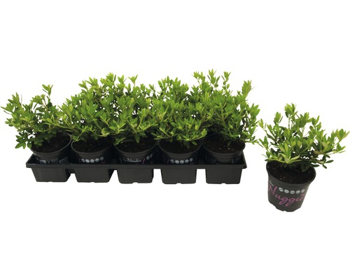 Sada zakrpatených rododendronov v kvetináčoch na čiernom podnose