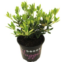 Stálezelený zemolez Nugget v kvetináči