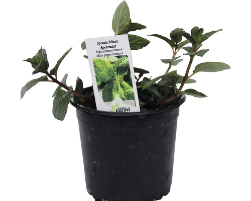 Rastlina mäty piepornej v kvetináči