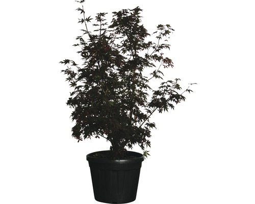 Javor dlanitolistý červený FloraSelf Acer palmatum 'Bloodgood' výška 120-140 cm kvetináč 30 l