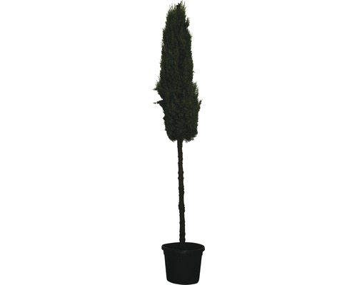 Cyprus vždyzelený FloraSelf Cupressus sempervirens 'Pyramidalis'/ 'Stricta' výška kmeňa 130 cm celková výška cca 250 cm kvetináč 55 l Cyprus vždyzelený FloraSelf Cupressus sempervirens 'Pyramidalis'/ 'Stricta' výška kmeňa 130 cm celková výška cca 250 cm kvetináč 55 l