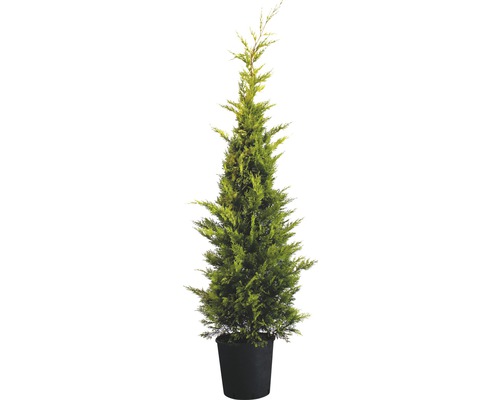 Cyprusovec leylandský žltý FloraSelf Cupressocyparis leylandii 'Gold Rider' 150-170 cm kvetináč 15 l