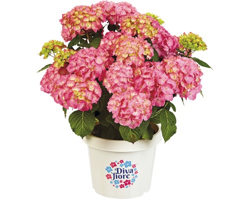 Hortenzia DIVA FIORE® Hydrangea macrophylla 'DIVA FIORE®' kvetináč 5 l 1 ks, rôzne druhy