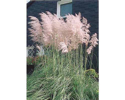 Pampová tráva, kortadéria dvojdomá ružová FloraSelf Cortaderia selloana 'Rosea' 15-80 cm kvetináč 3 l