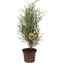 Kroton Codiaeum v kvetináči